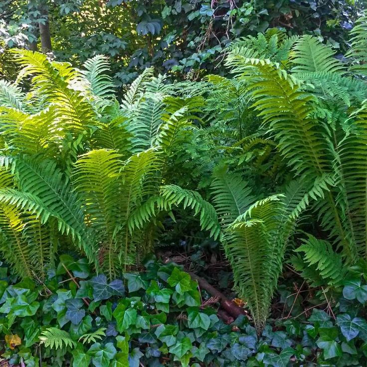 22 Ostrich Fern Garden Design Ideas You Should Look | SharonSable