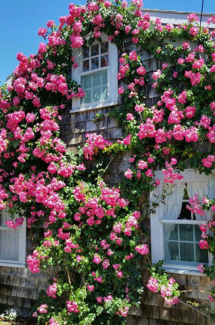 House Climbing Roses