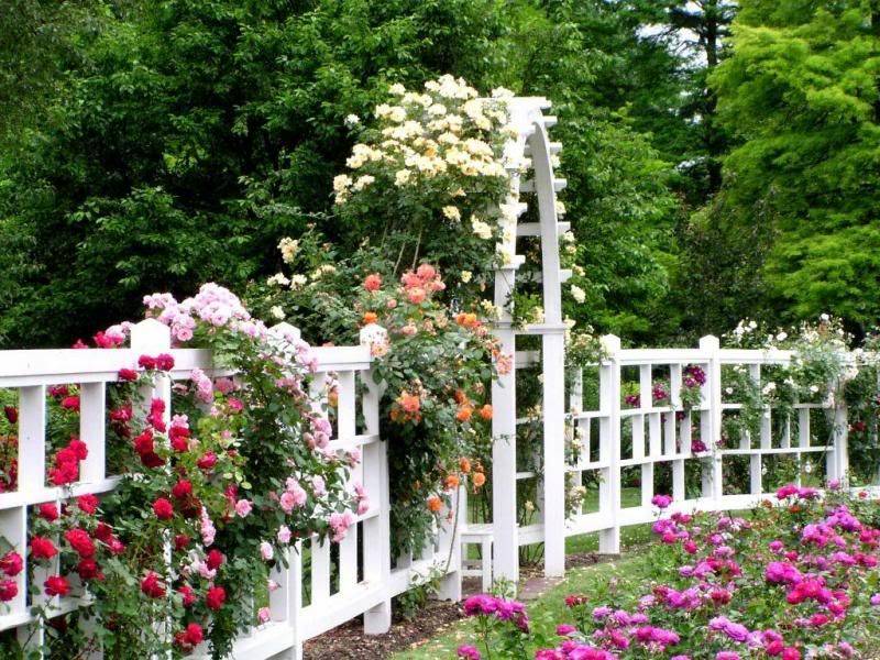 Cottage Garden Landscaping Climbing Roses Best Ideas