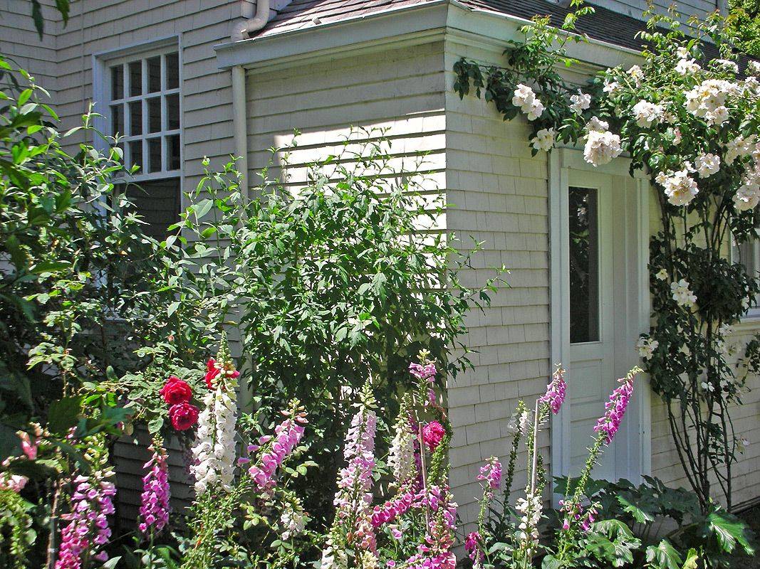 Cottage Garden Landscaping Climbing Roses Best Ideas