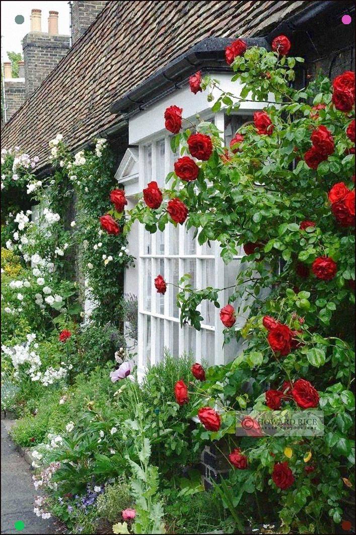 Stylish Climbing Roses House