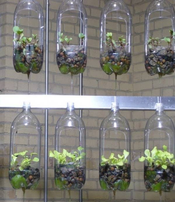 21 Water Bottle Garden Ideas For This Year Sharonsable