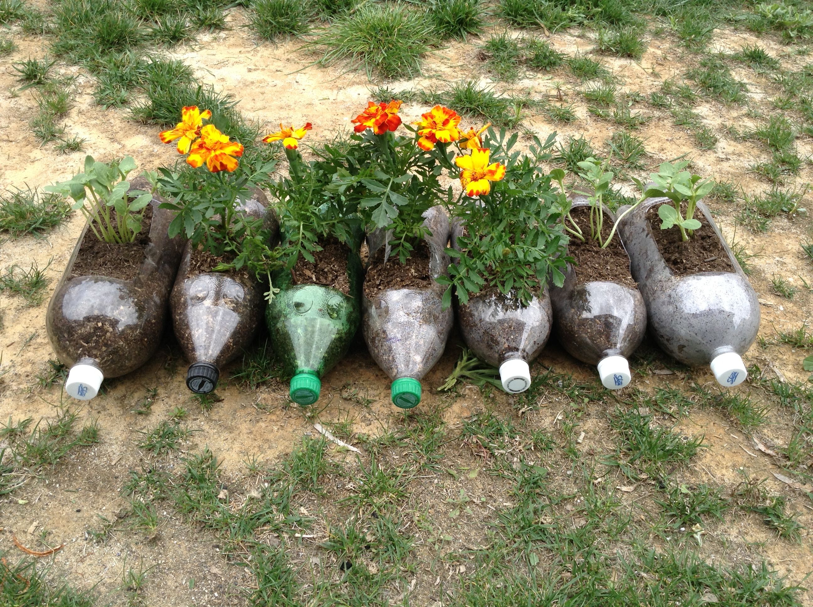 21 Water Bottle Garden Ideas For This Year Sharonsable 0450