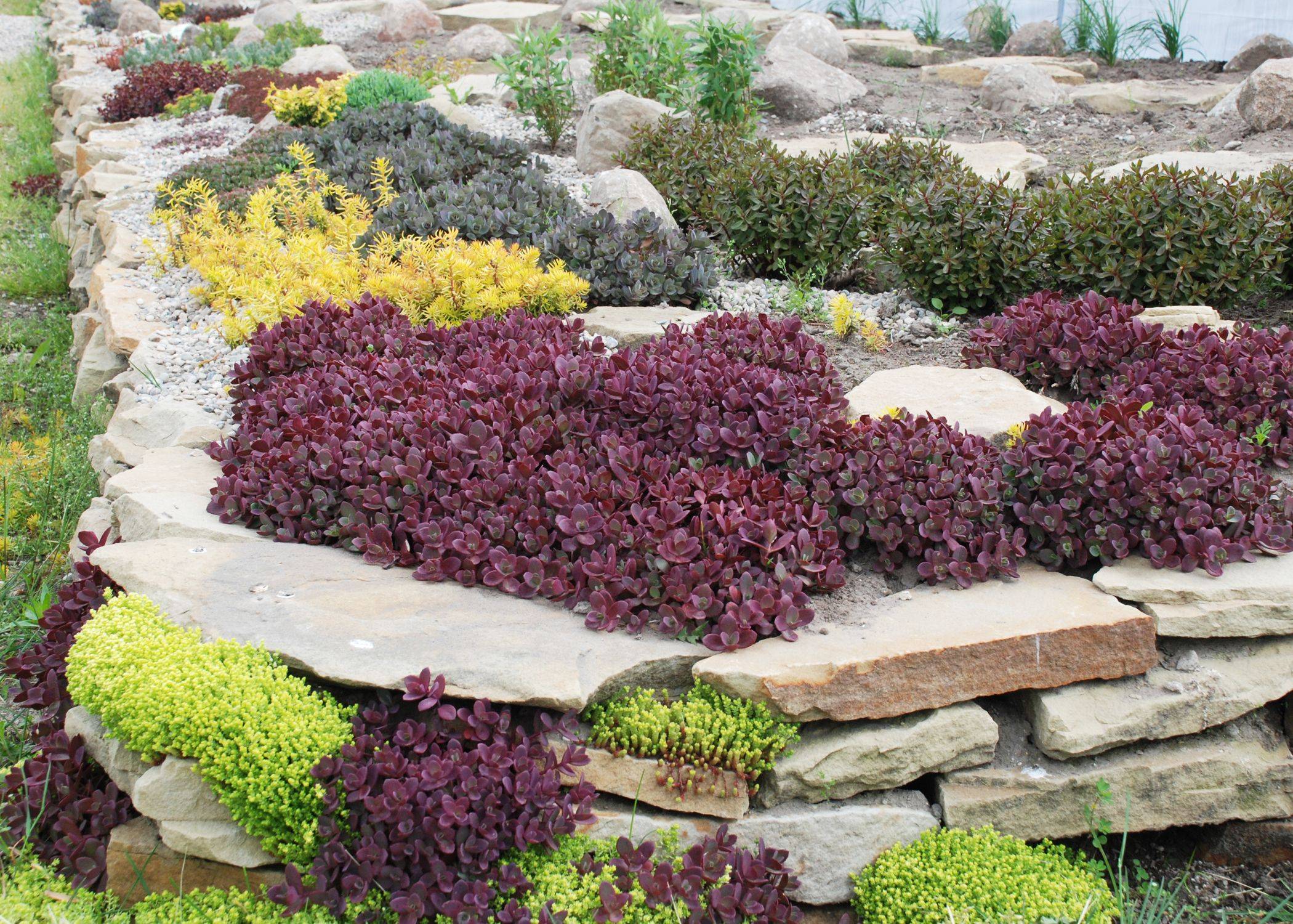 25 Sedum Rock Garden Ideas To Try This Year | SharonSable