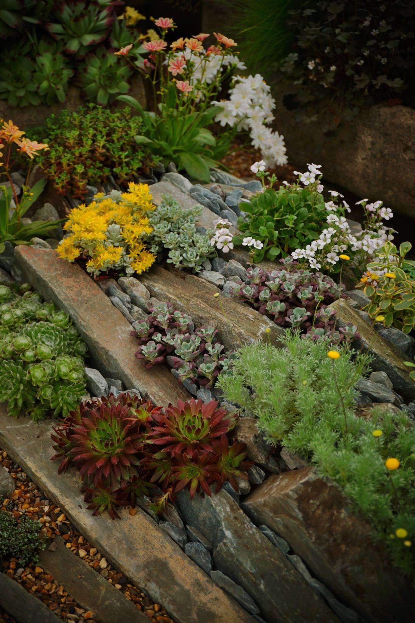 25 Sedum Rock Garden Ideas To Try This Year | SharonSable