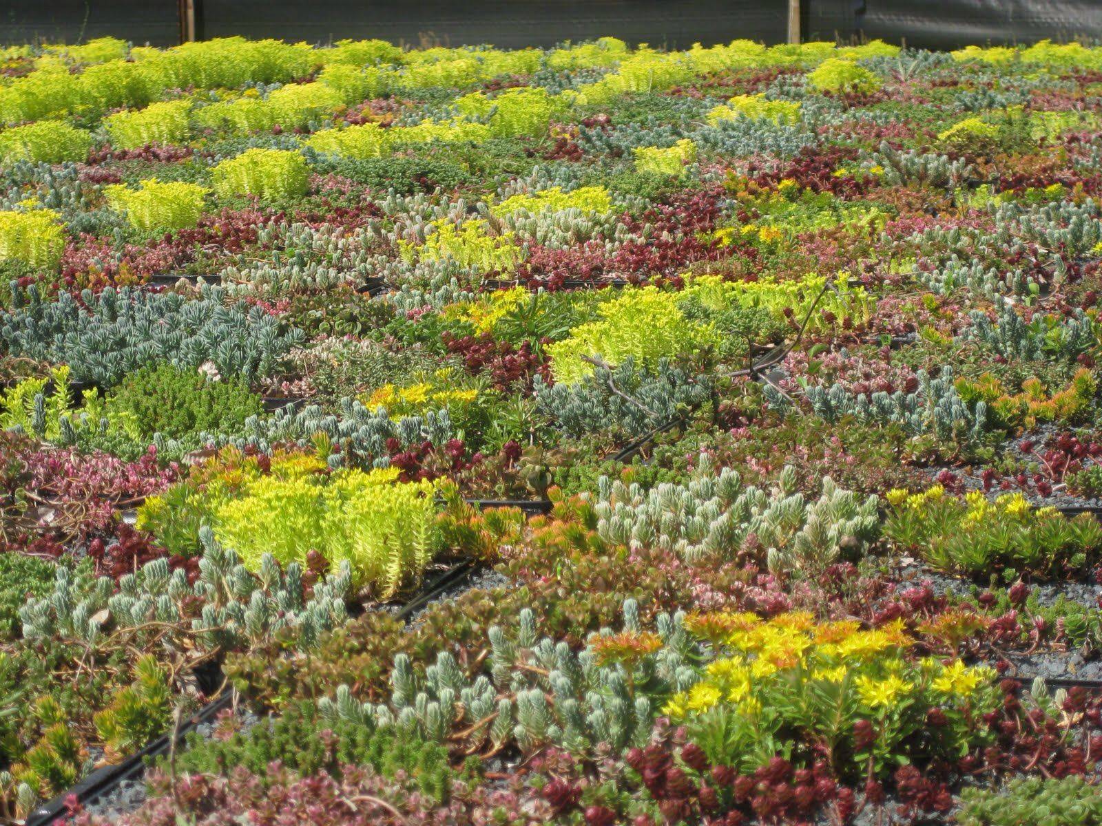 25 Sedum Rock Garden Ideas To Try This Year | SharonSable