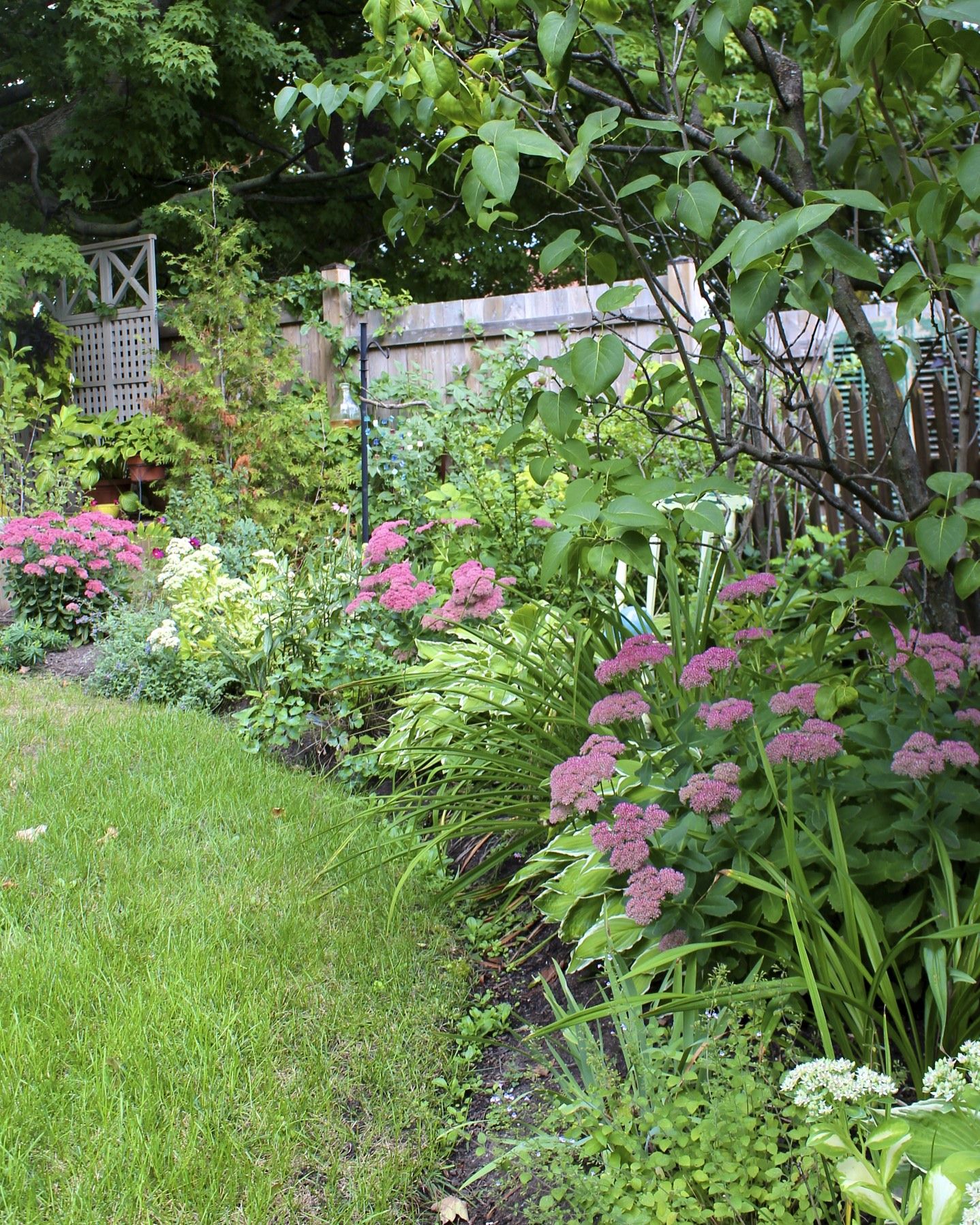 25 Sedum Rock Garden Ideas To Try This Year | SharonSable