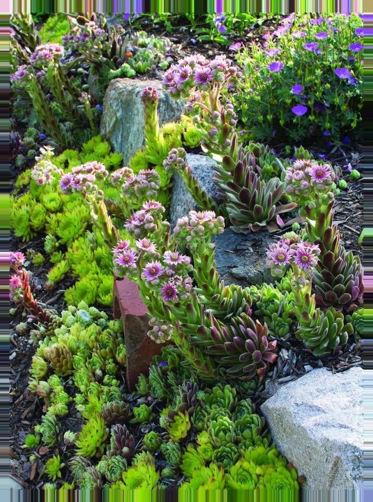 25 Sedum Rock Garden Ideas To Try This Year | SharonSable