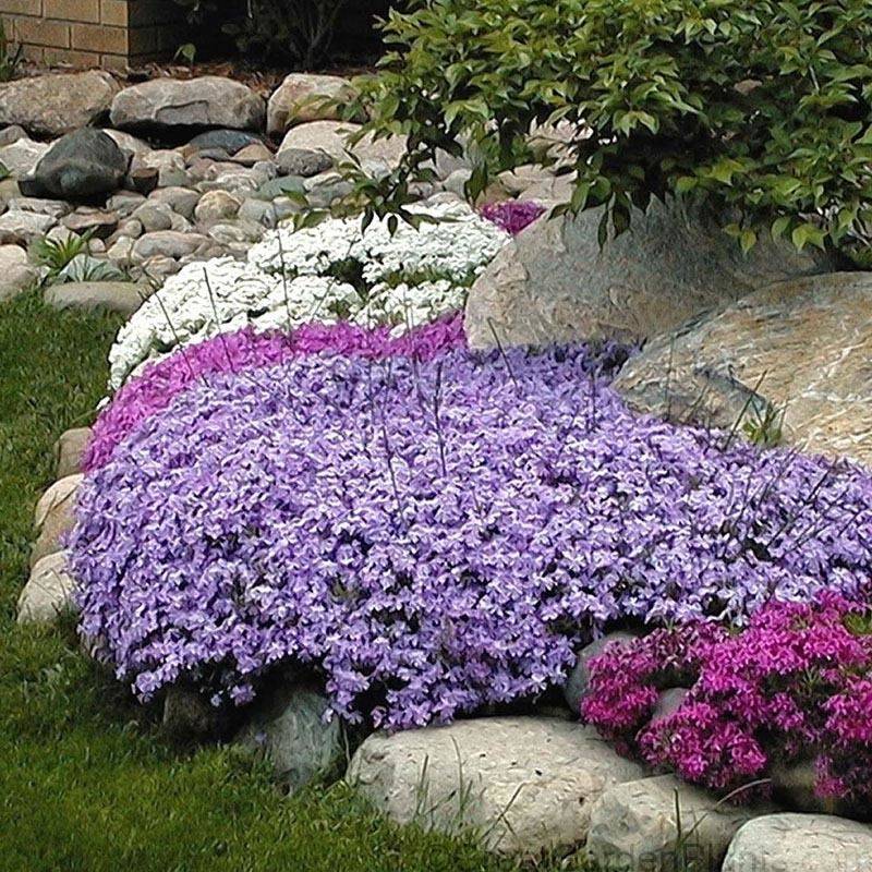 24 Creeping Phlox Rock Garden Ideas You Gonna Love | SharonSable