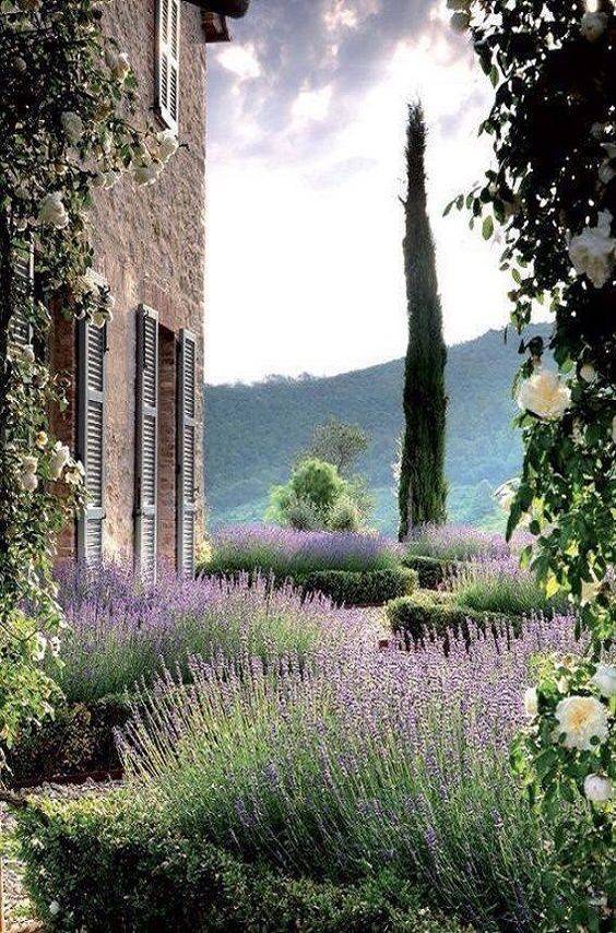 19 Italian Cypress And Lavender Garden Ideas To Try This Year | SharonSable