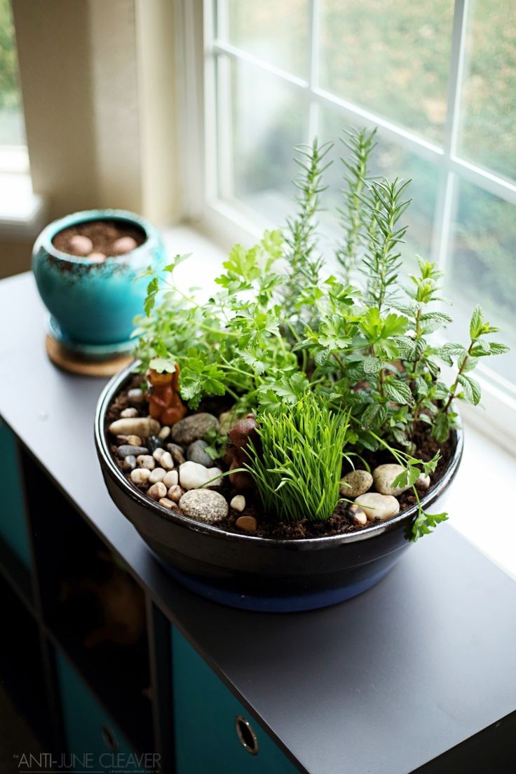 23 Indoor Cat Garden Ideas You Gonna Love | SharonSable