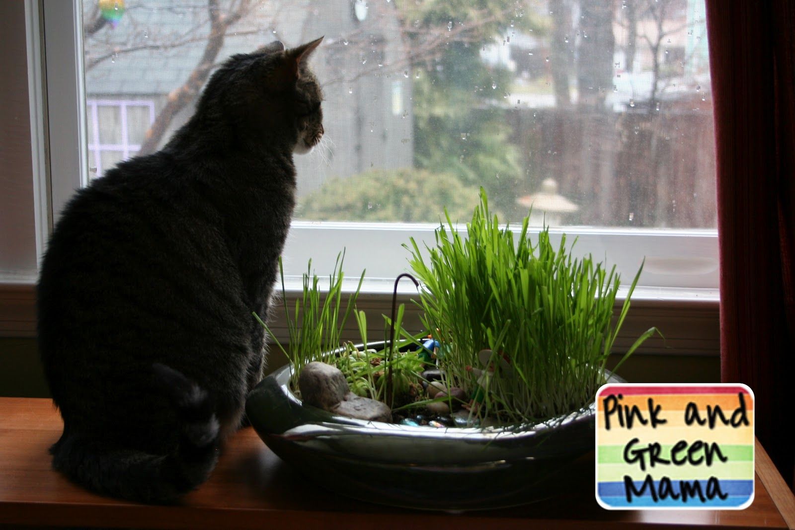 23 Indoor Cat Garden Ideas You Gonna Love Sharonsable 5497