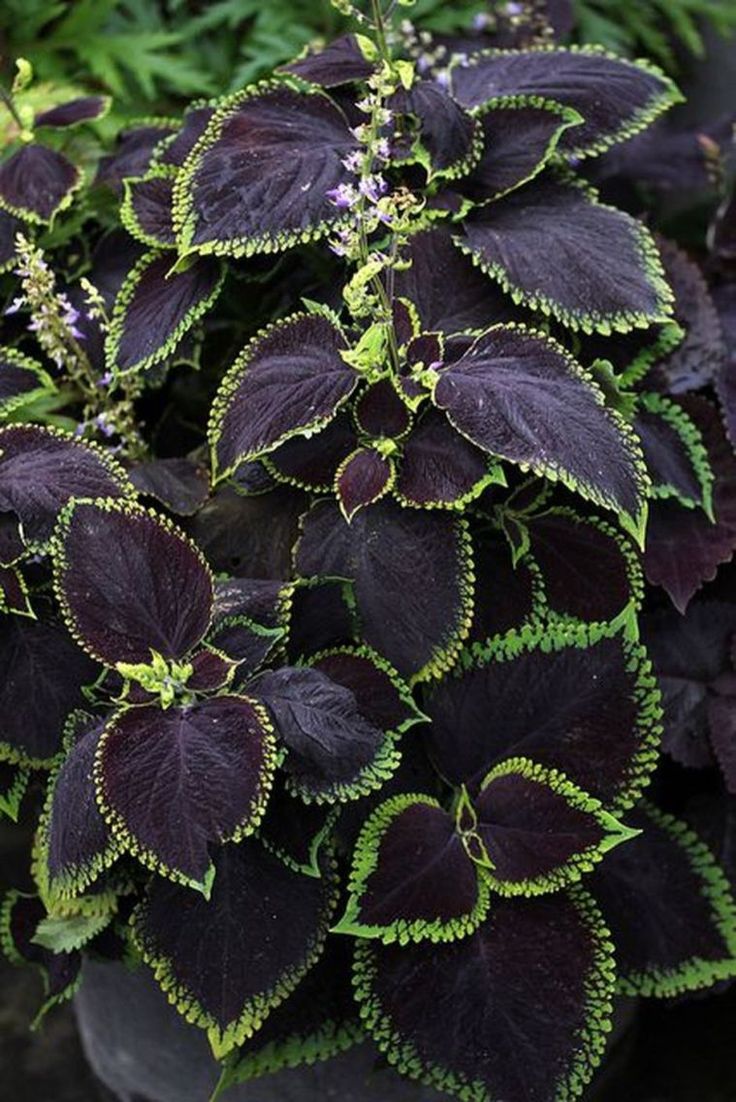 Black Or Dark Plants