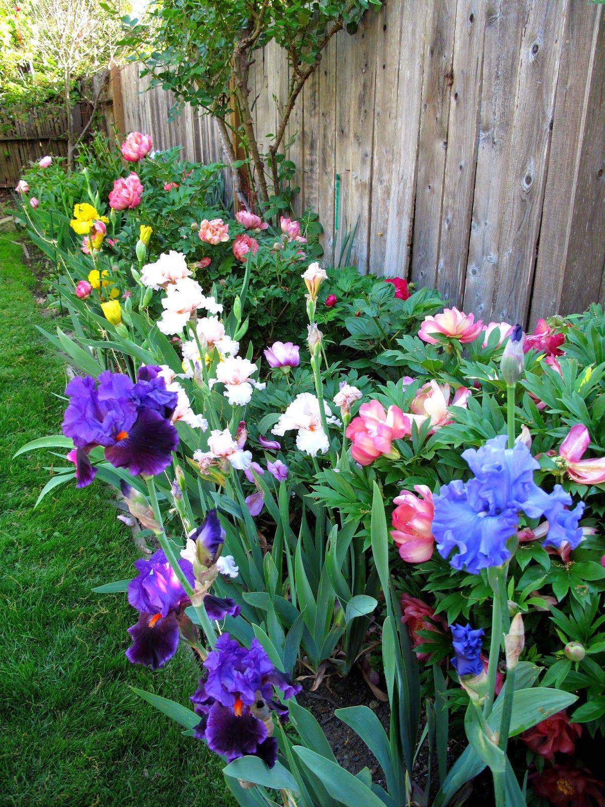 22 Iris Garden Design Ideas You Cannot Miss Sharonsable 7762