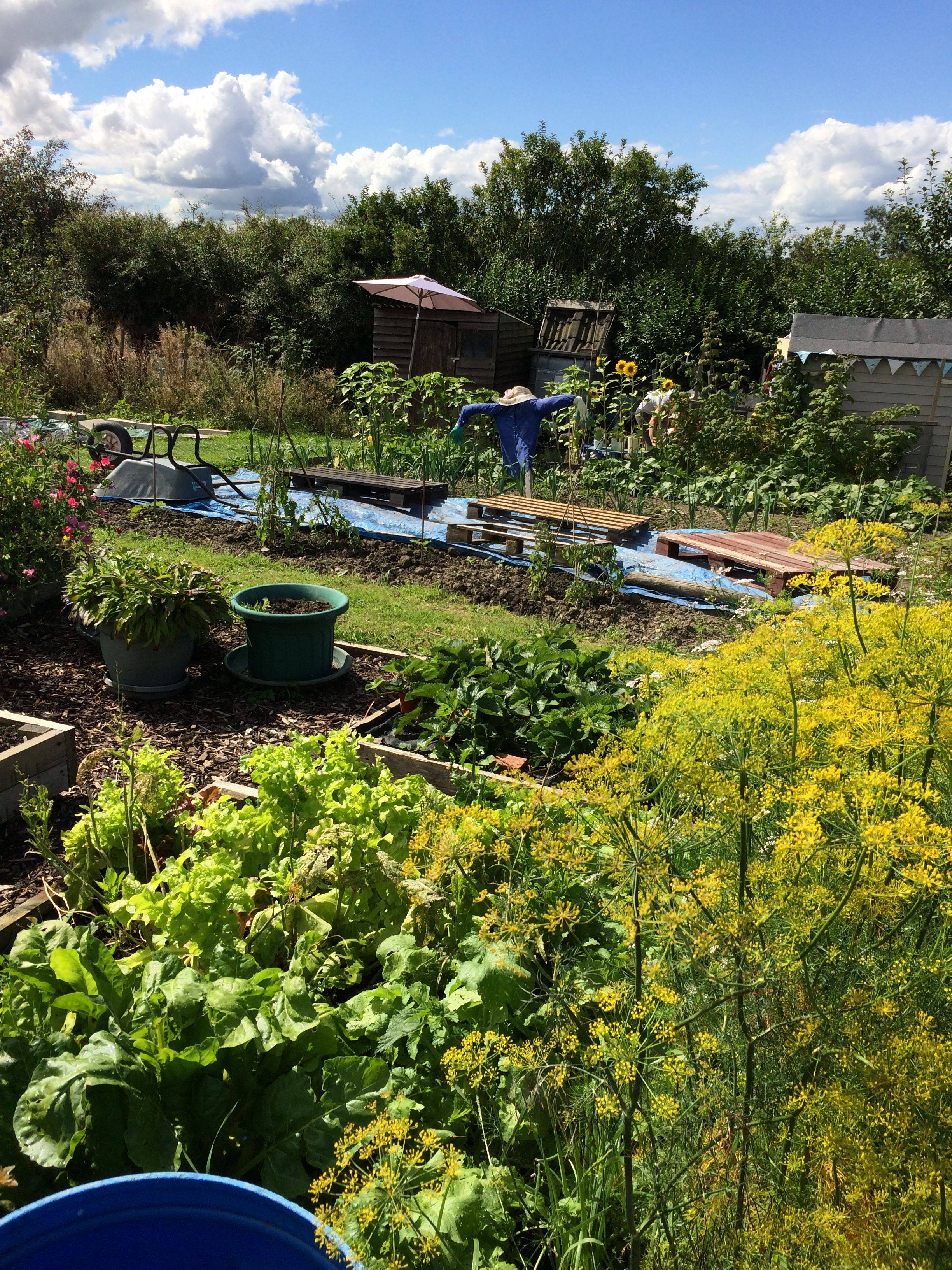 19 Allotment Garden Ideas Worth A Look Sharonsable