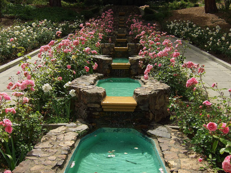 The Morcom Rose Garden