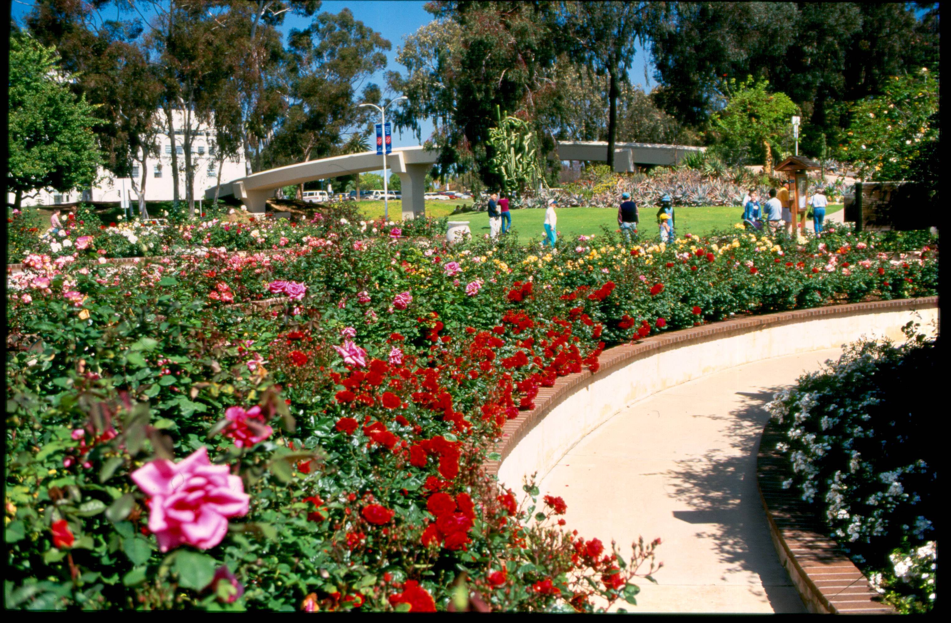 17 San Francisco Rose Garden Ideas To Try This Year | SharonSable