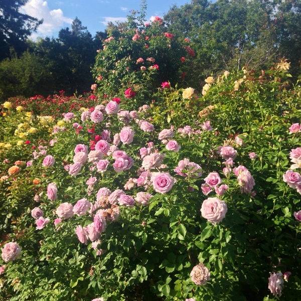 16 Municipal Rose Garden Ideas To Consider | SharonSable