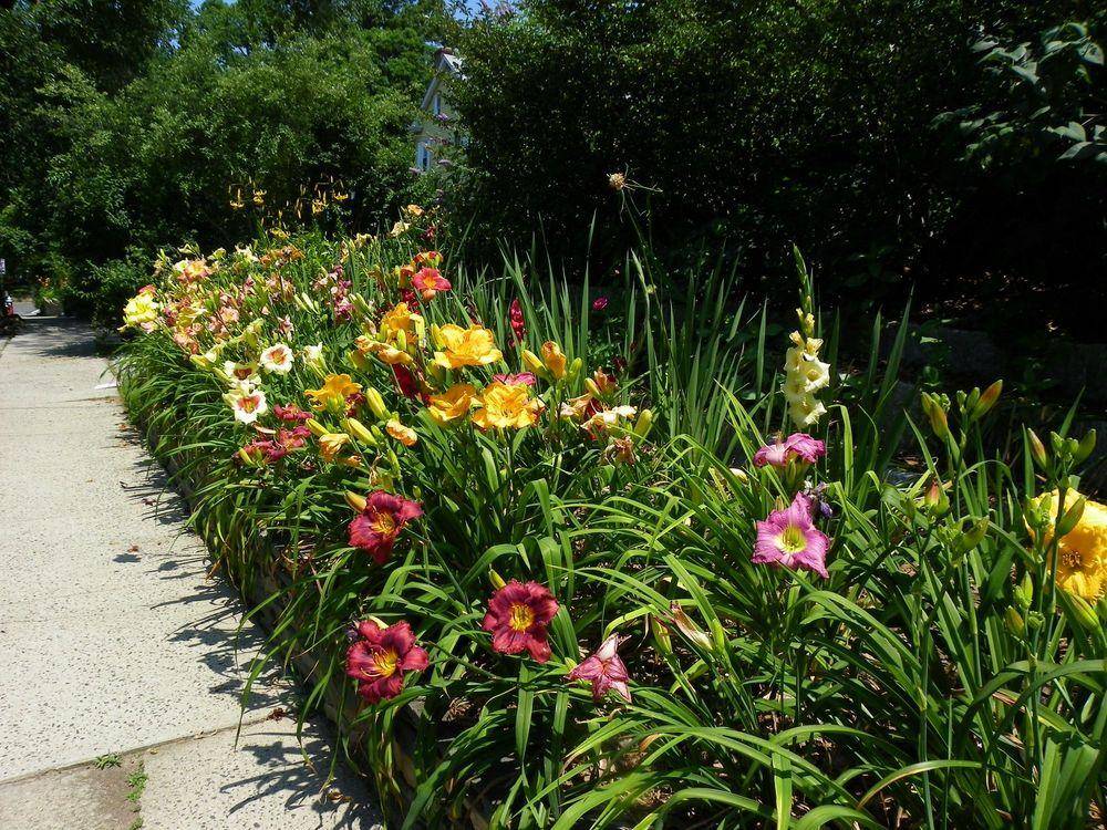 17 Daylily Garden Ideas To Try This Year | SharonSable