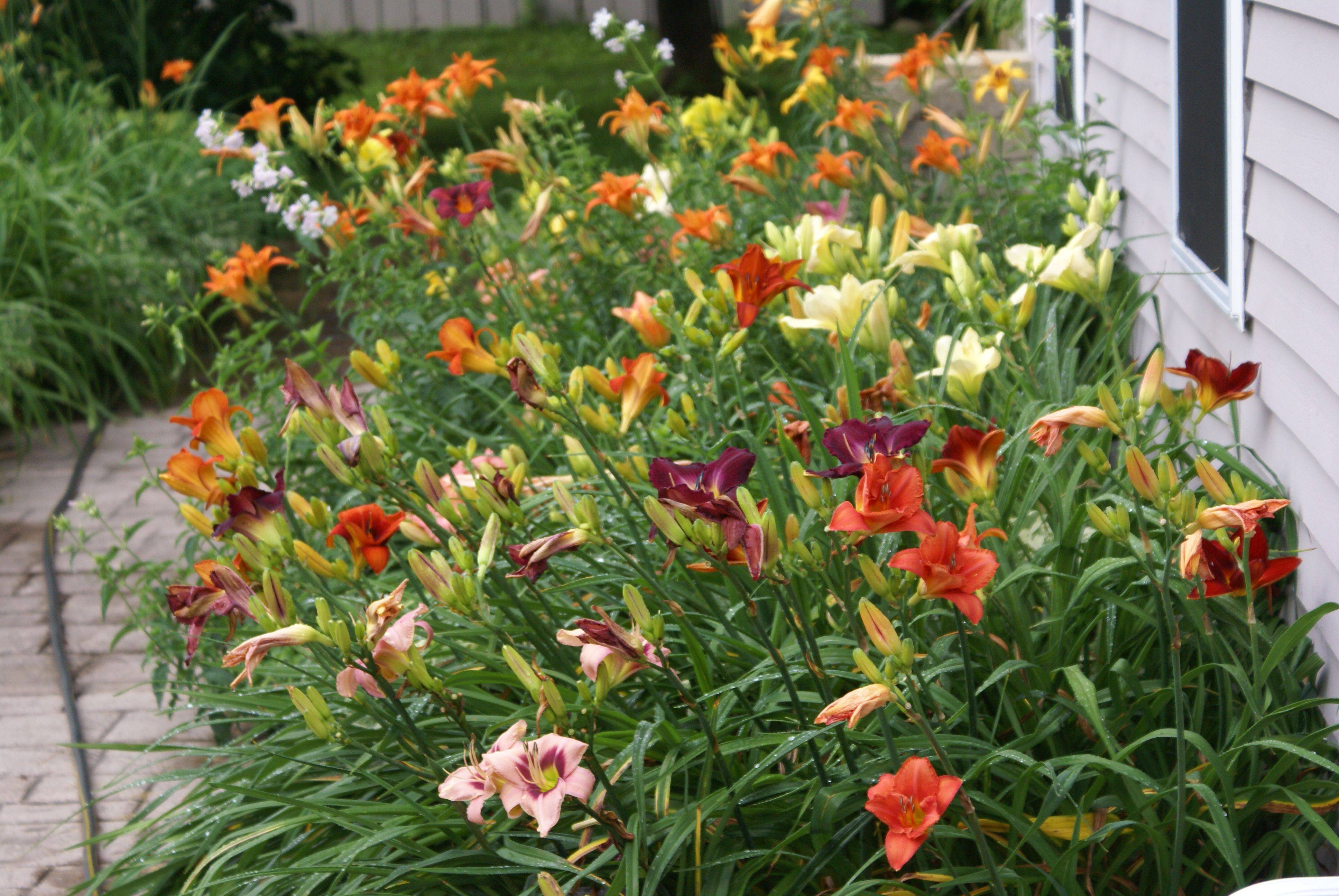 17 Daylily Garden Ideas To Try This Year | SharonSable