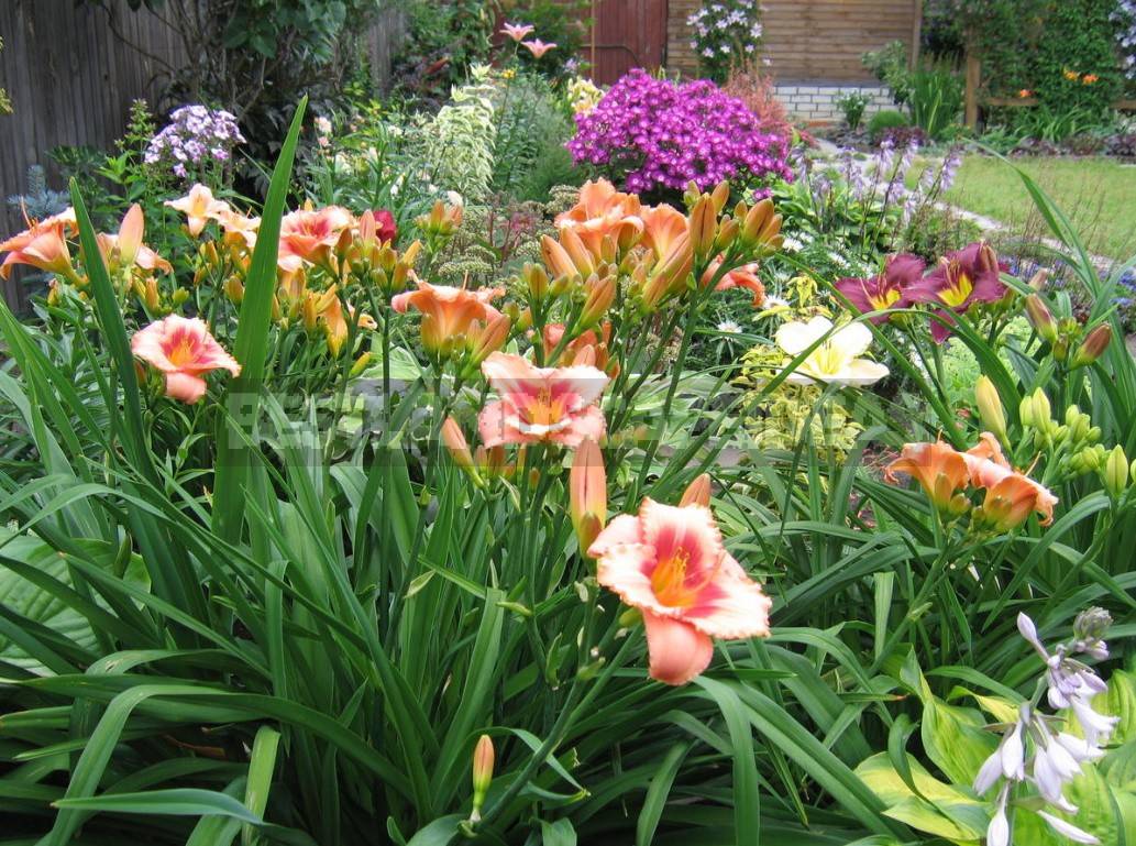 17 Daylily Garden Ideas To Try This Year | SharonSable