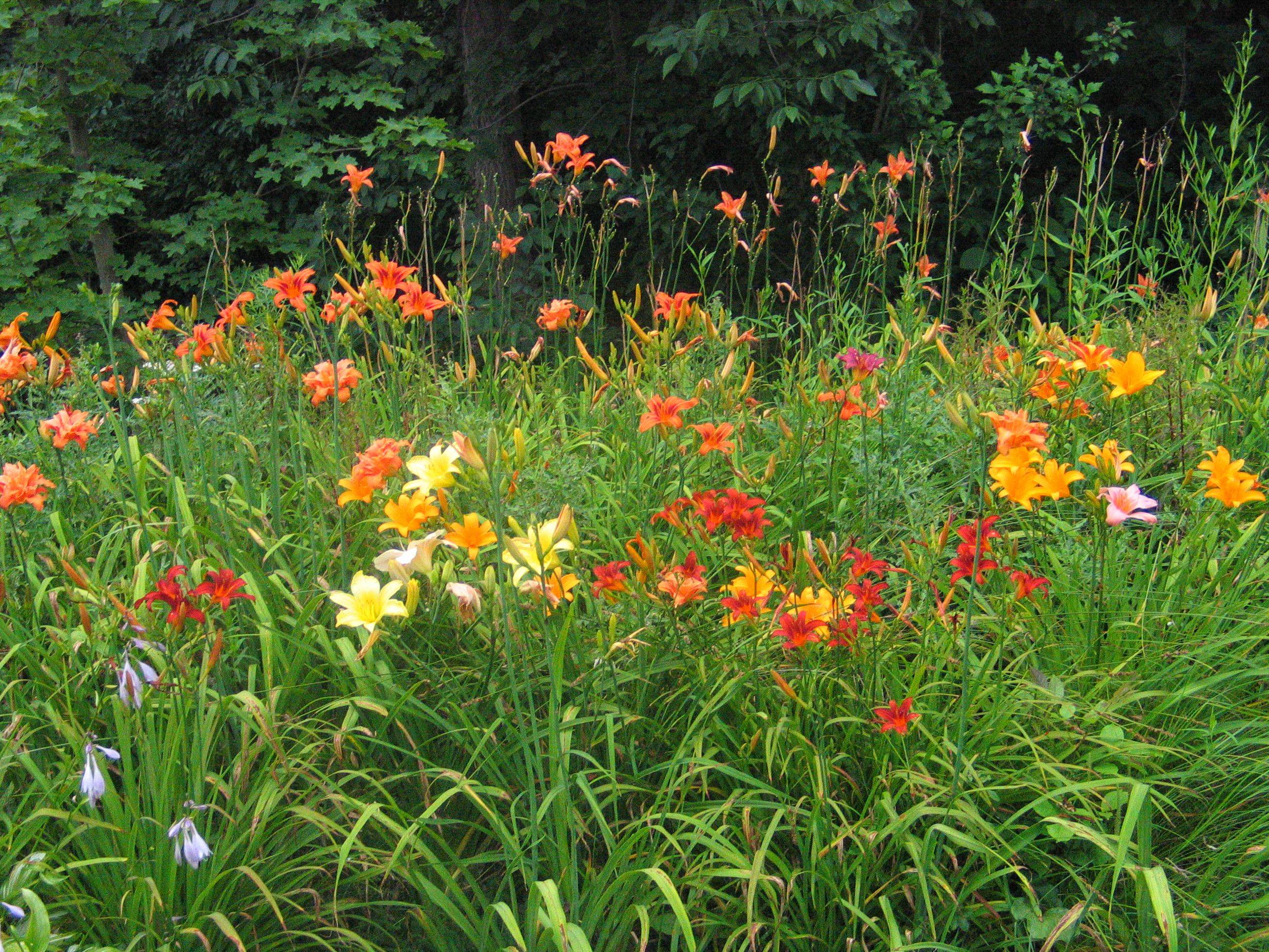 17 Daylily Garden Ideas To Try This Year | SharonSable