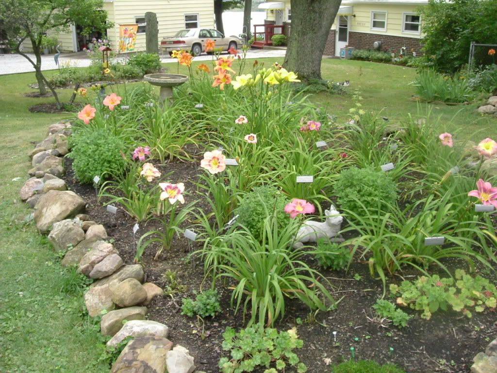 17 Daylily Garden Ideas To Try This Year | SharonSable