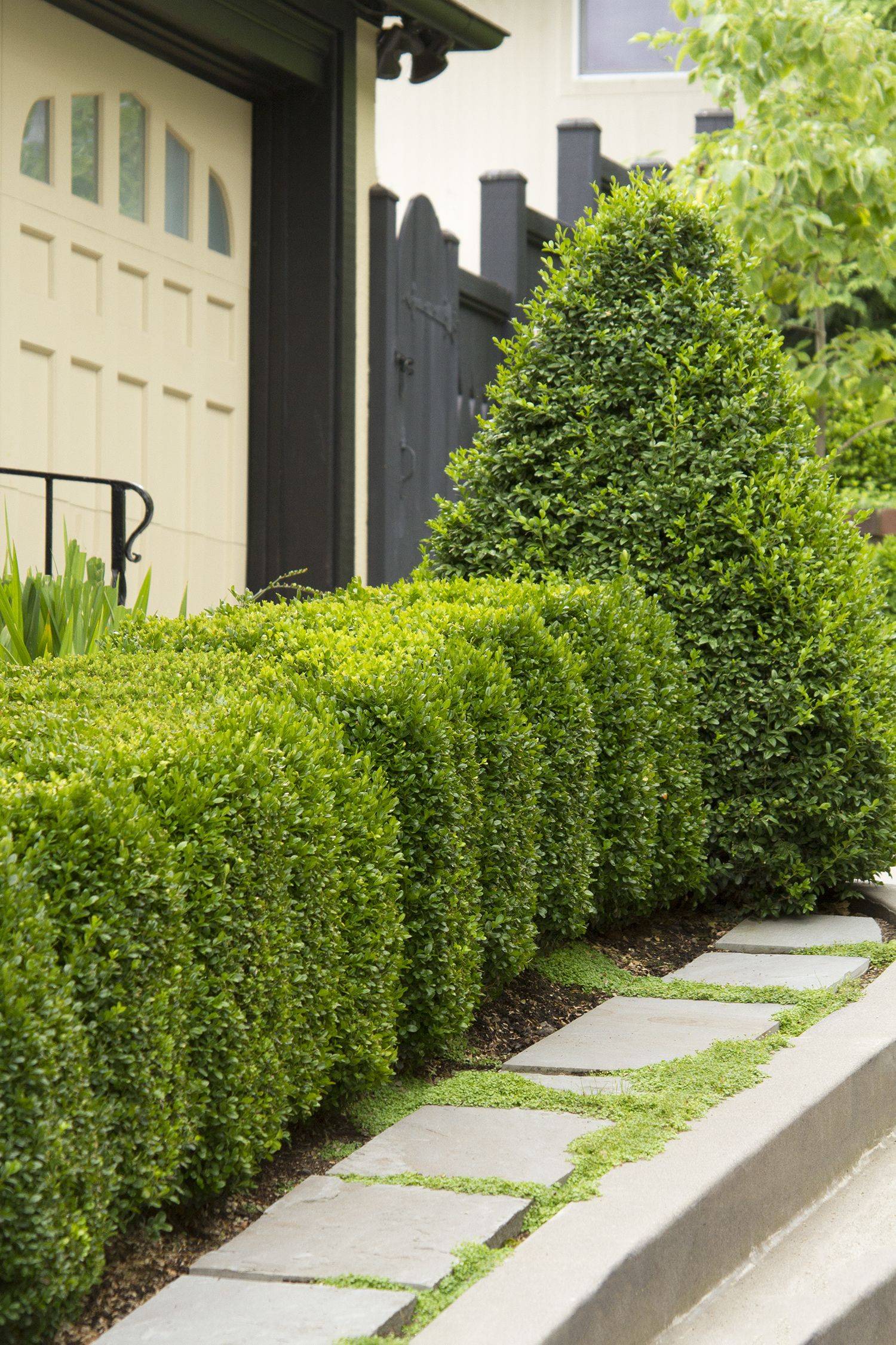 22 Buxus Garden Ideas You Must Look | SharonSable