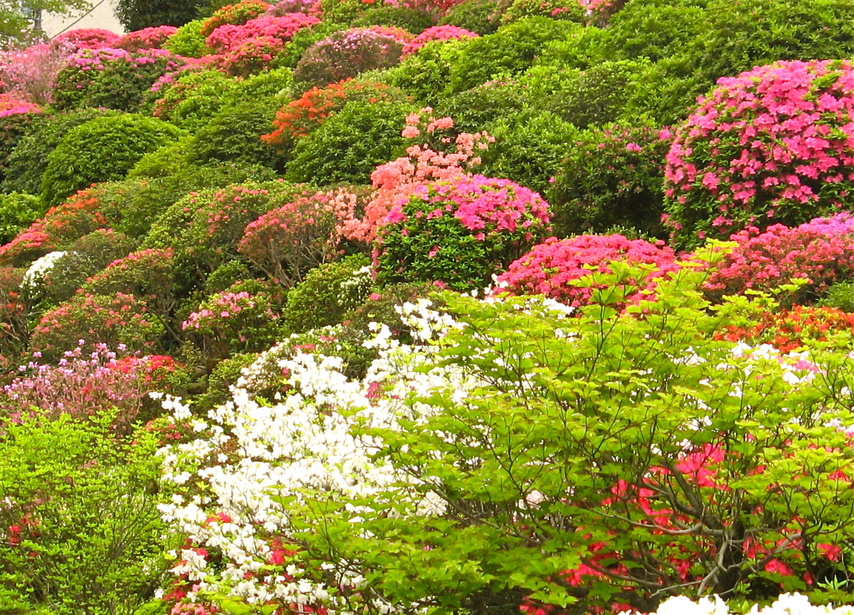 17-sayen-garden-azalea-festival-ideas-you-should-look-sharonsable