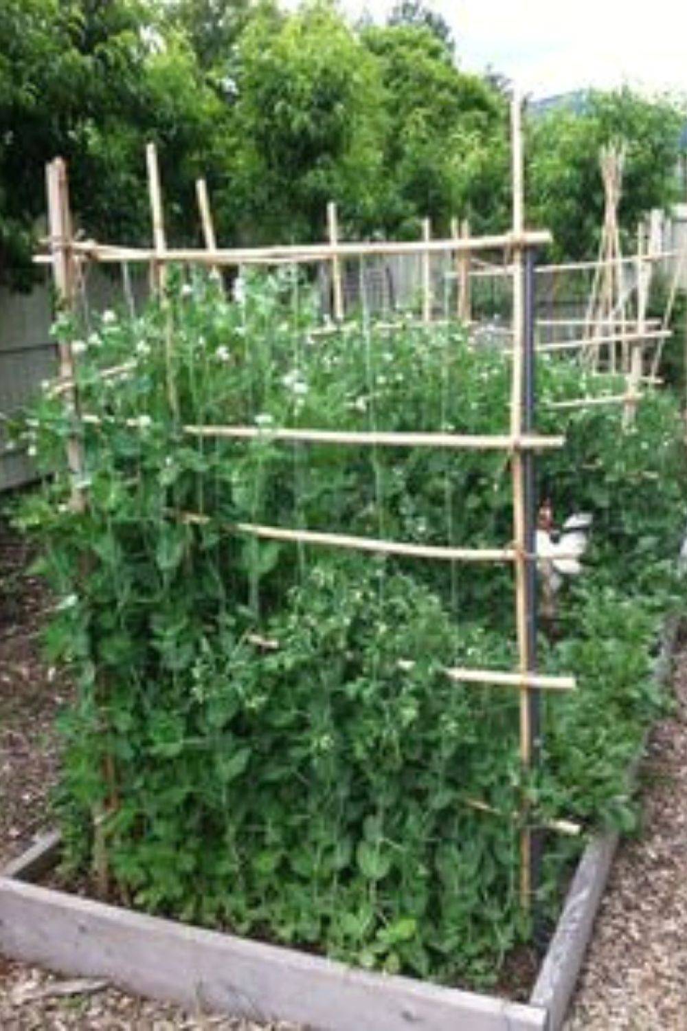 25 Cheap Garden Trellis Ideas To Consider | SharonSable