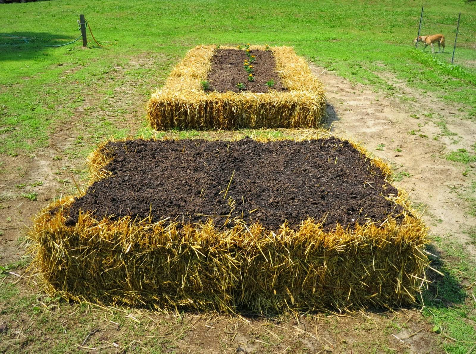 24 Straw Bale Gardening Ideas You Must Look Sharonsable