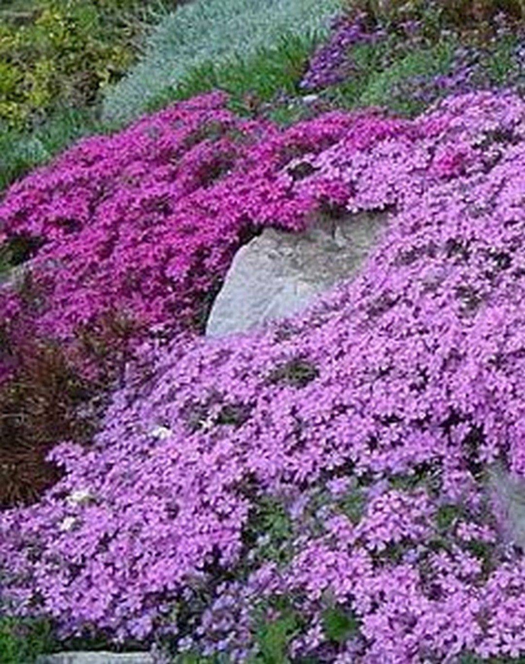 23 Creeping Plants for Rock Garden Ideas You Should Check | SharonSable