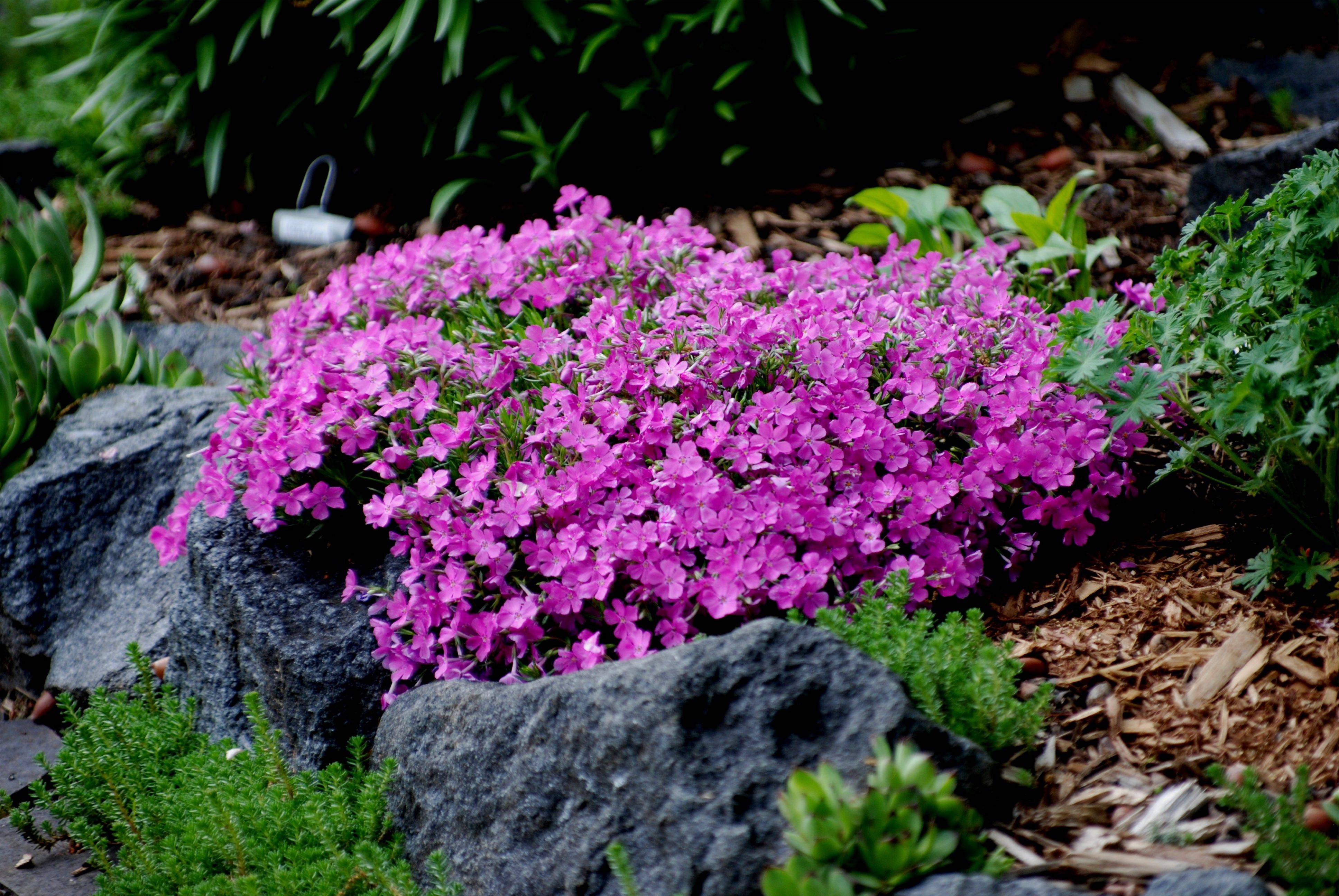 23 Creeping Plants for Rock Garden Ideas You Should Check | SharonSable