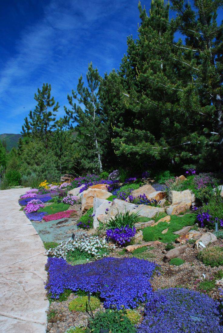 22 Alpine Garden Ideas To Consider | SharonSable