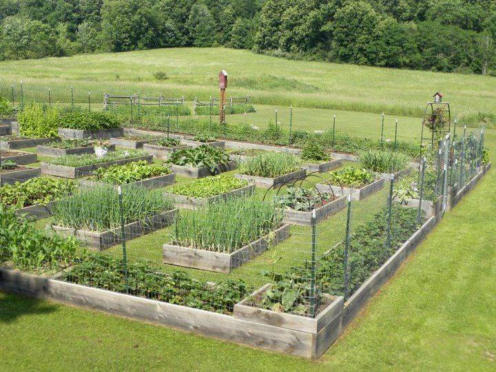 21 Large Vegetable Garden Layout Plans Ideas Worth A Look | SharonSable