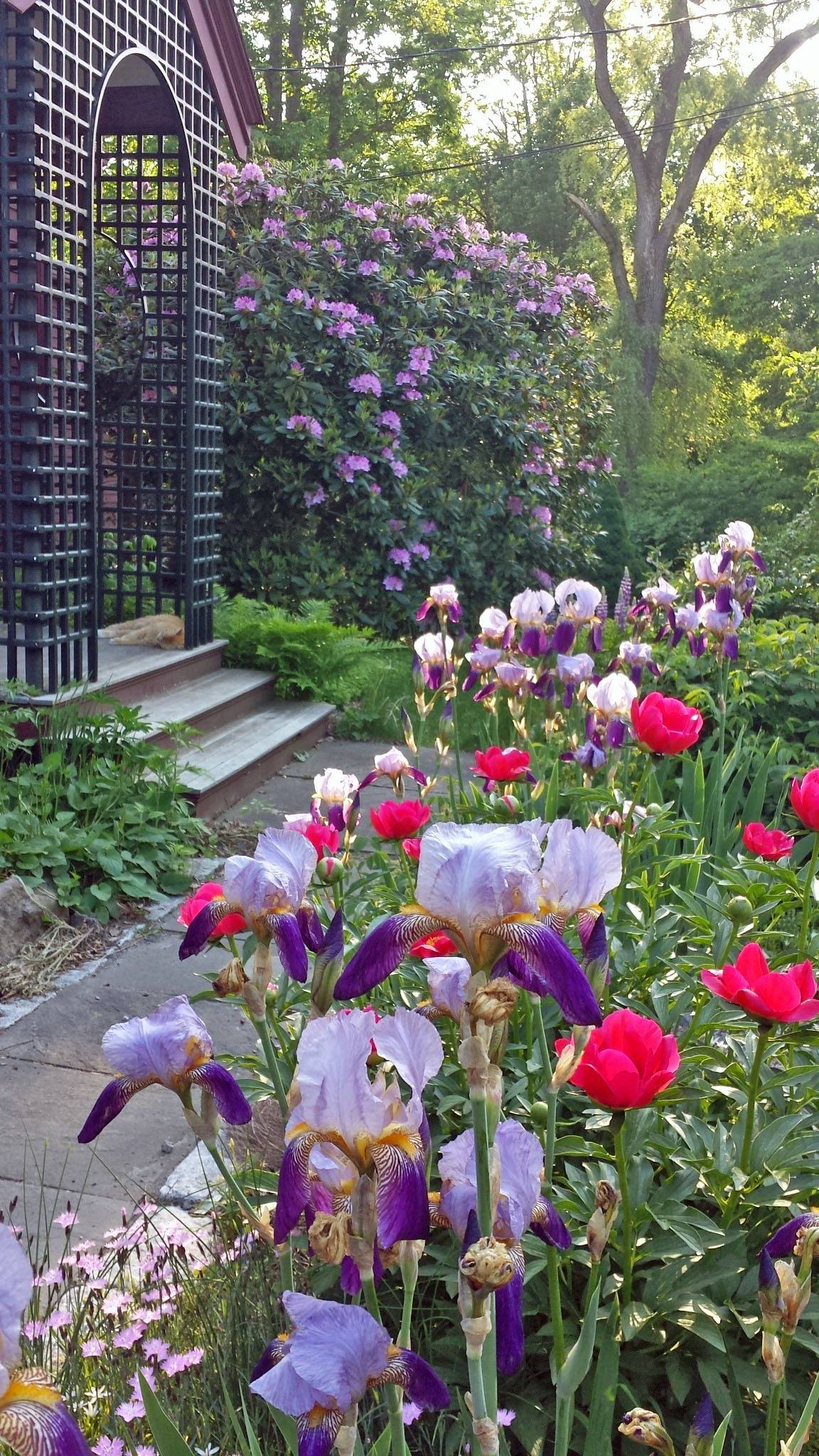 21 Peony Garden Ideas You Cannot Miss SharonSable