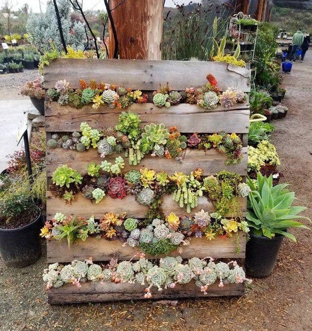 25 Pallet Succulent Garden Ideas To Consider | SharonSable