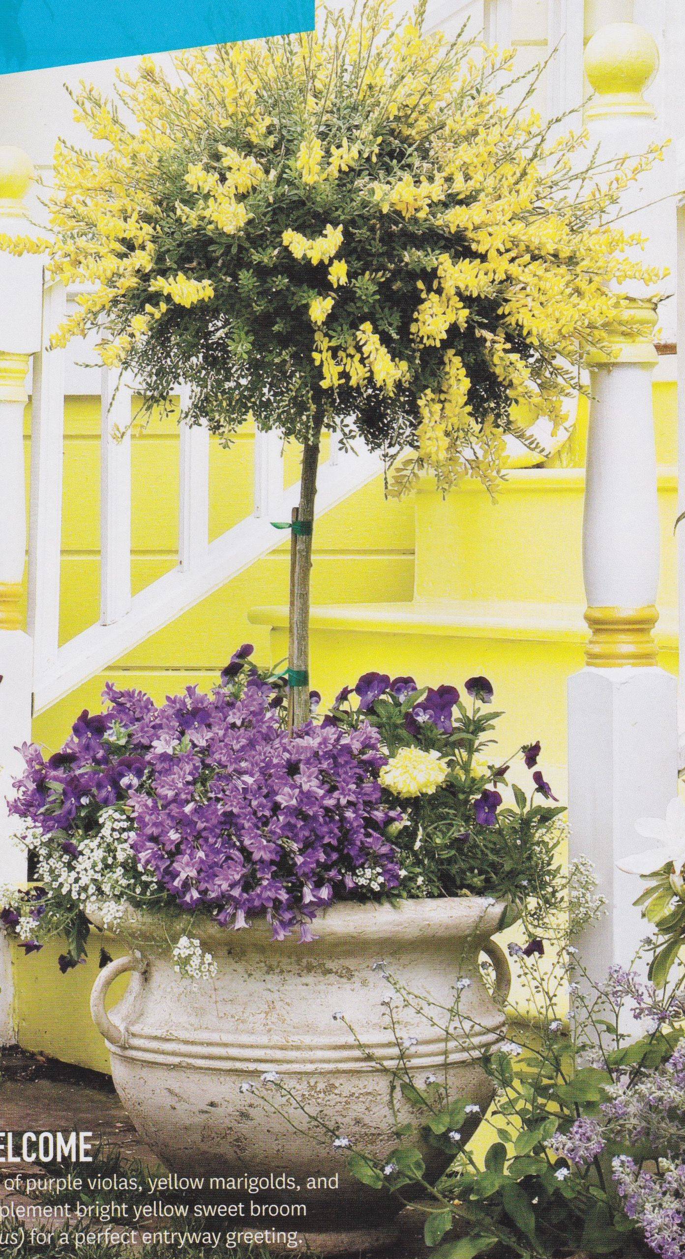 21 Topiary Garden Pots Ideas You Cannot Miss | SharonSable