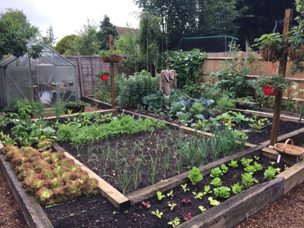 20 No Dig Vegetable Garden Ideas You Must Look | SharonSable