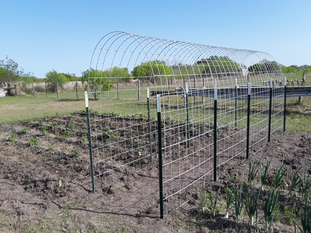 20 Cattle Panel Garden Arch Ideas You Should Check Sharonsable