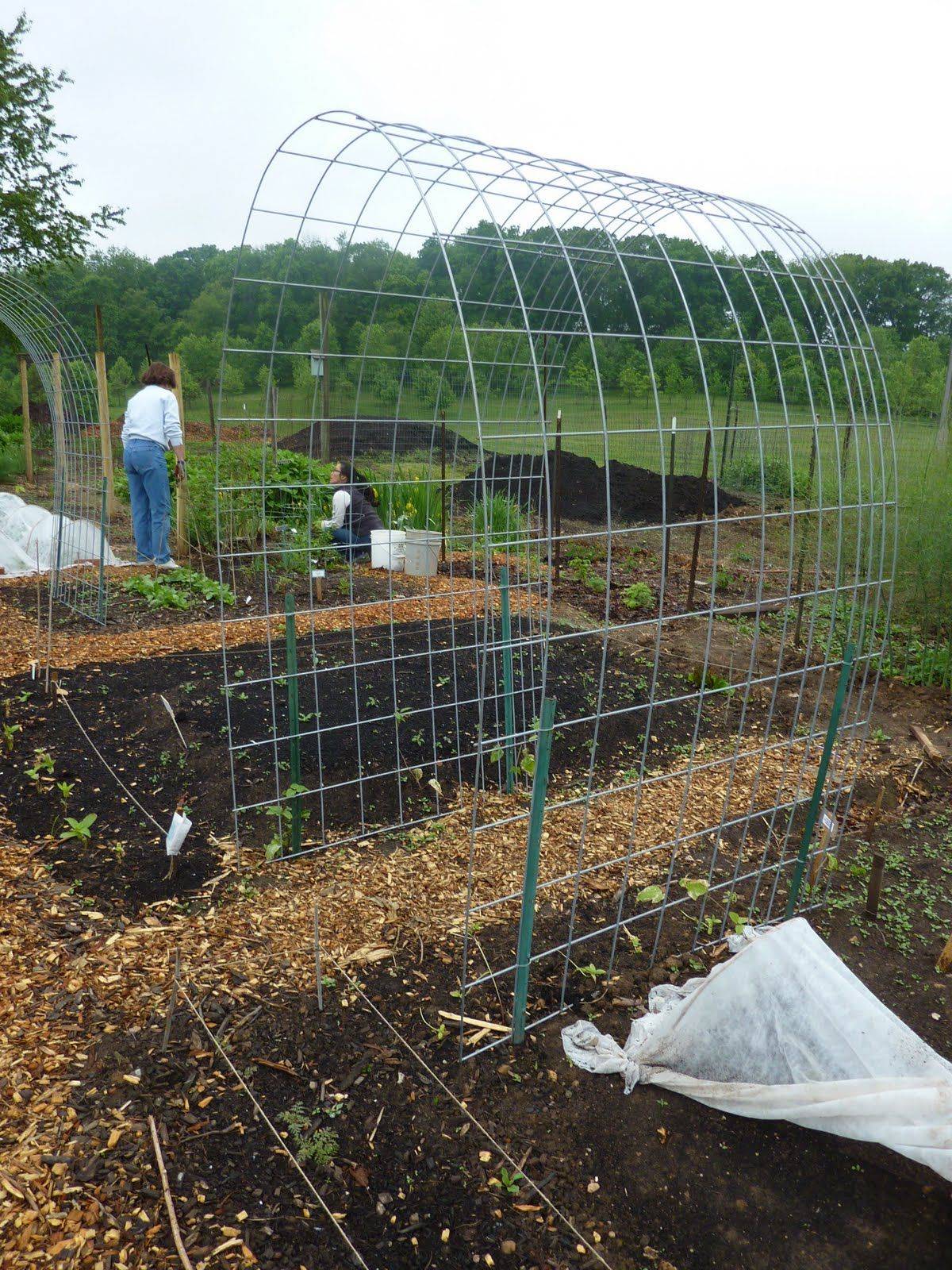 20 Cattle Panel Garden Arch Ideas You Should Check | SharonSable