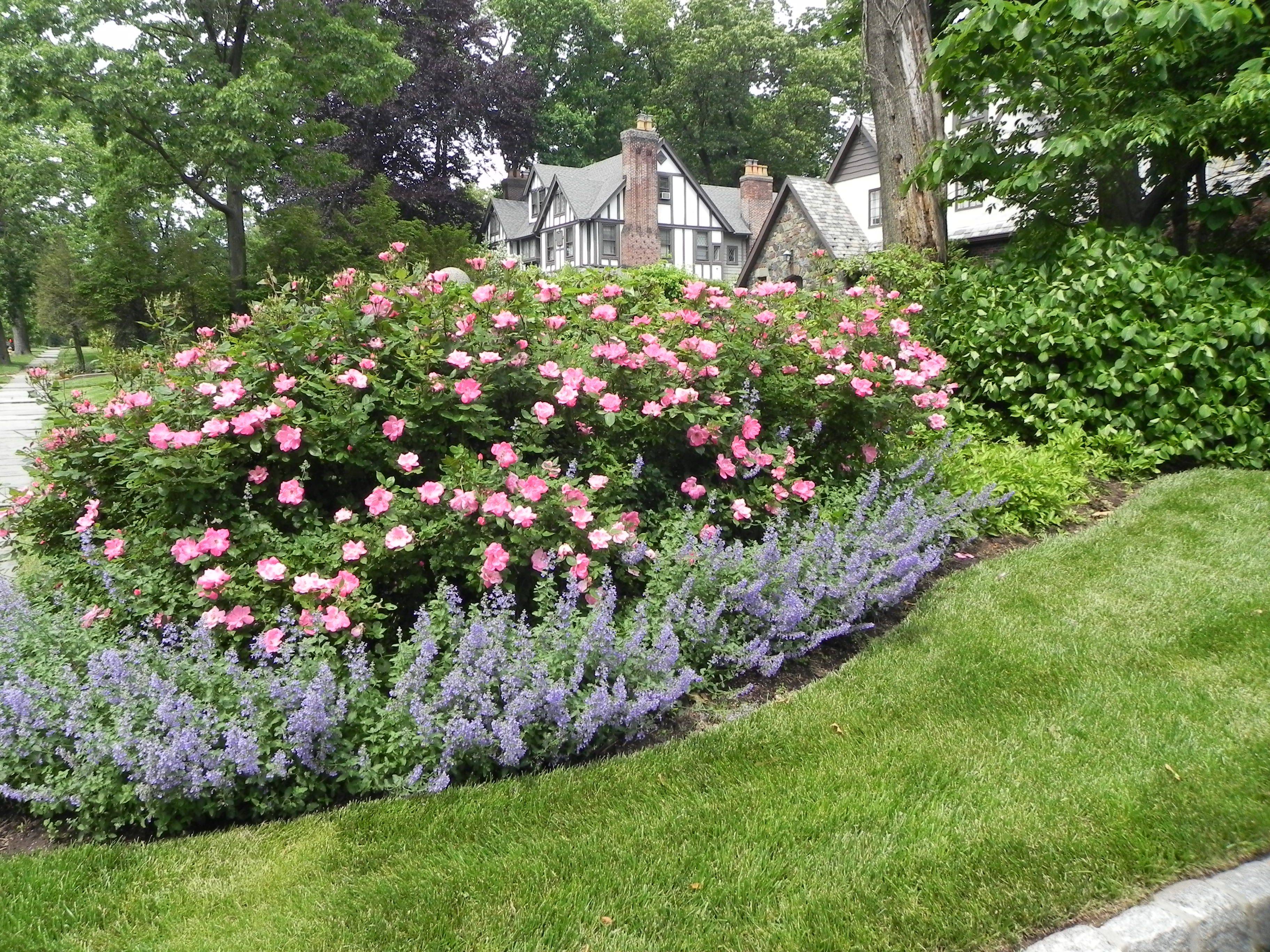 21 Simple Rose Garden Design Ideas You Cannot Miss SharonSable