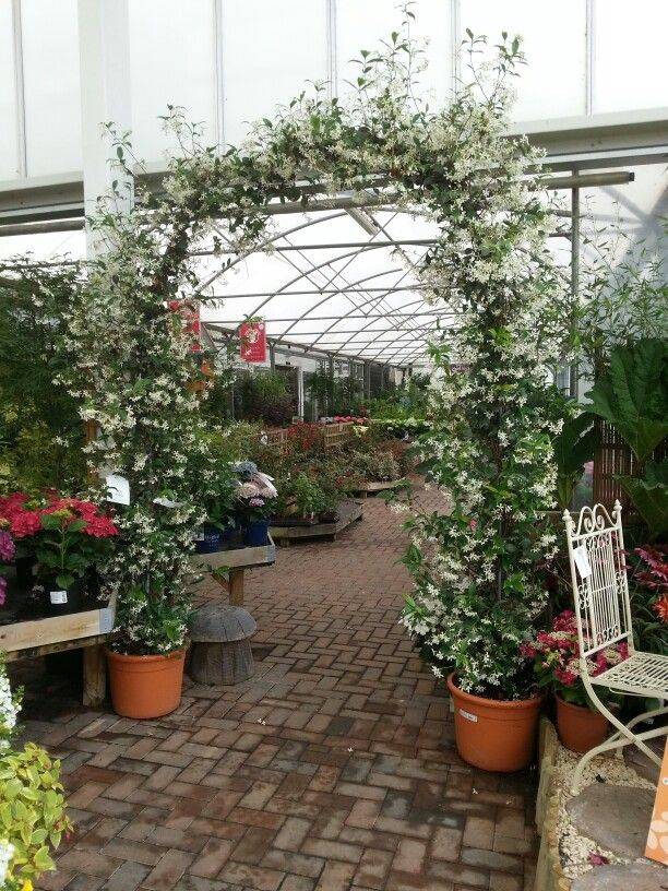 20 Jasmine Garden Arch Ideas You Should Look | SharonSable