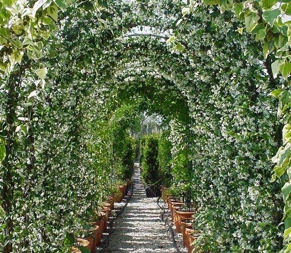 20 Jasmine Garden Arch Ideas You Should Look | SharonSable