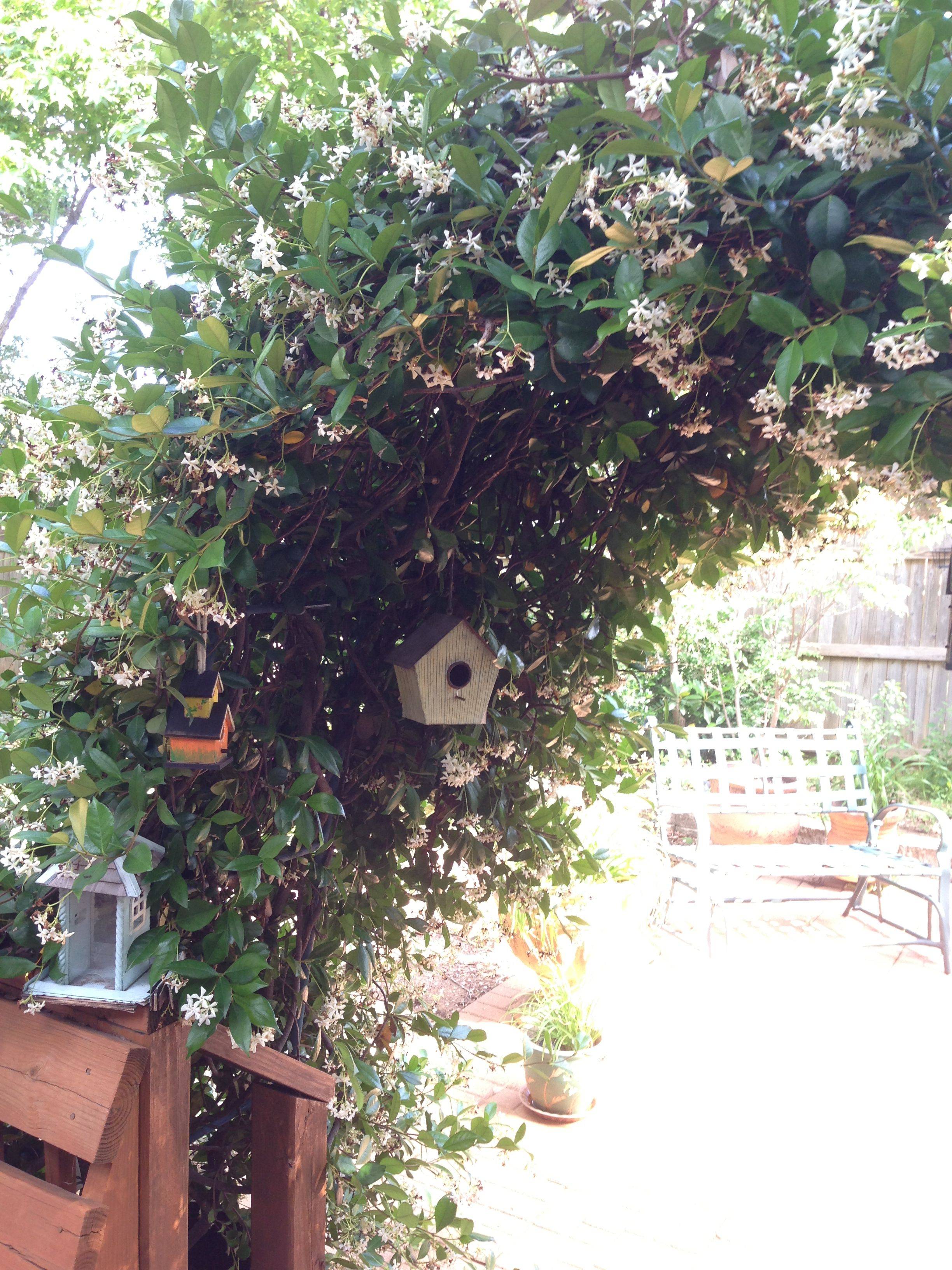 20 Jasmine Garden Arch Ideas You Should Look | SharonSable