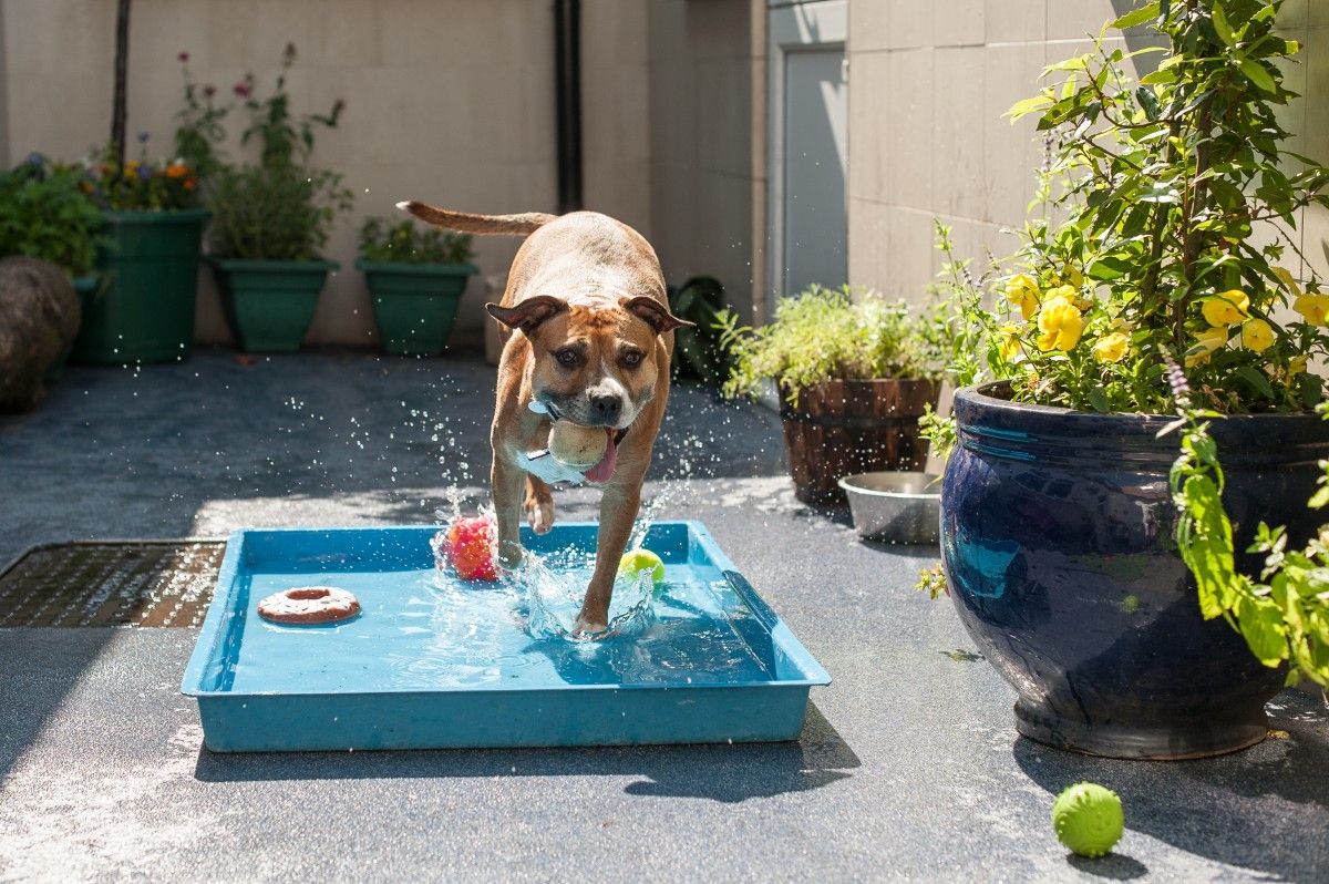 21-dog-sensory-garden-ideas-you-should-look-sharonsable