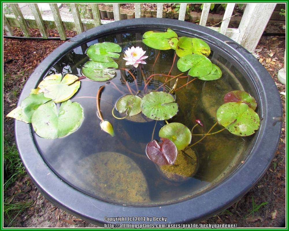 21 Container Water Garden Lily Ideas You Should Look | SharonSable