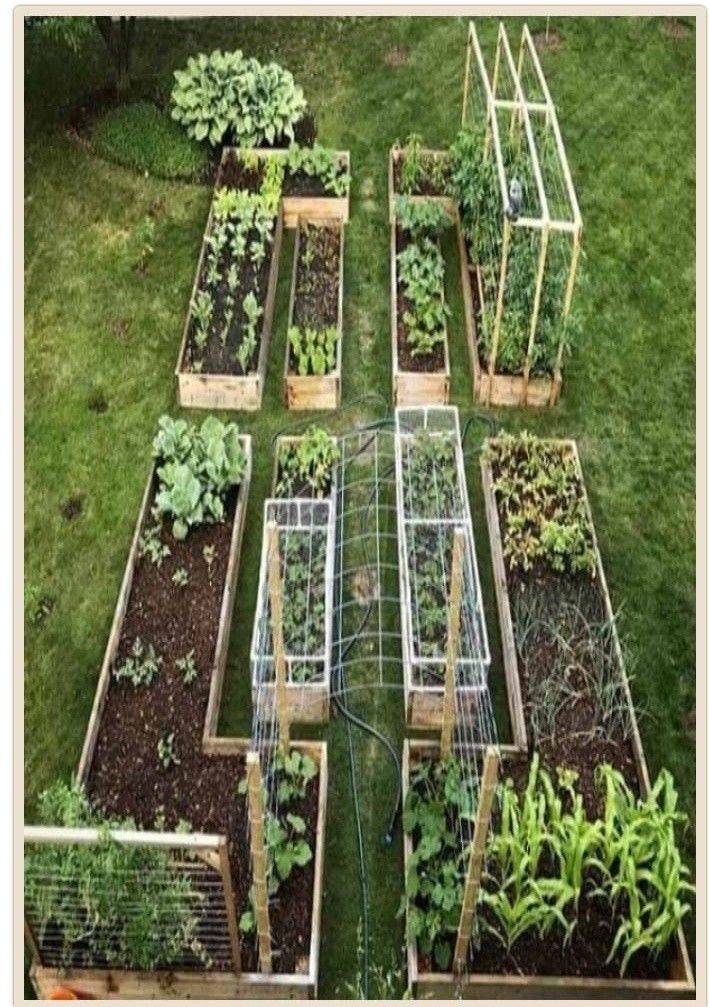 20 Zone 9 Vegetable Garden Layout Ideas Worth a Look | SharonSable