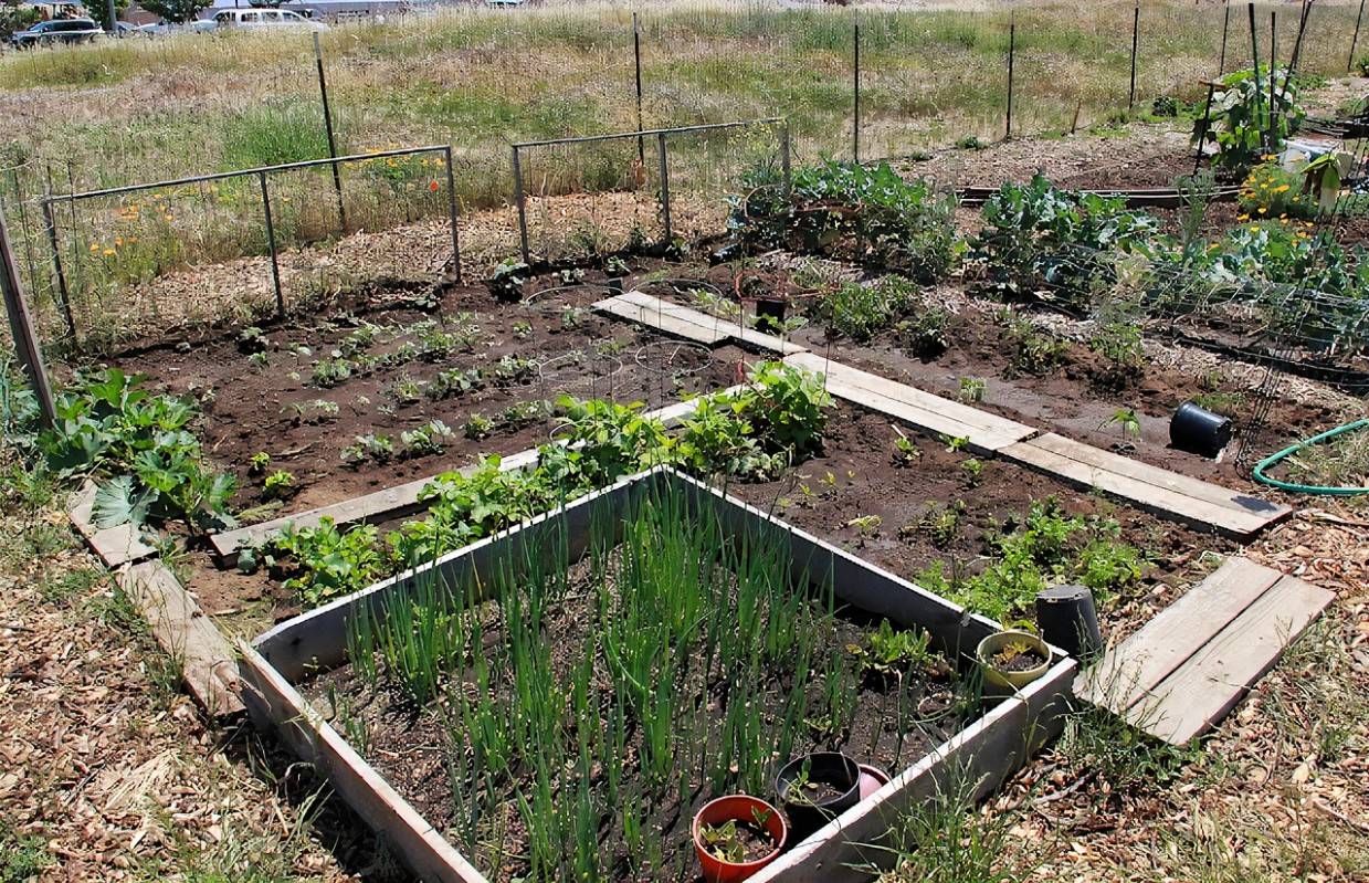 18 Garden Plot Plans Ideas Worth To Check | SharonSable