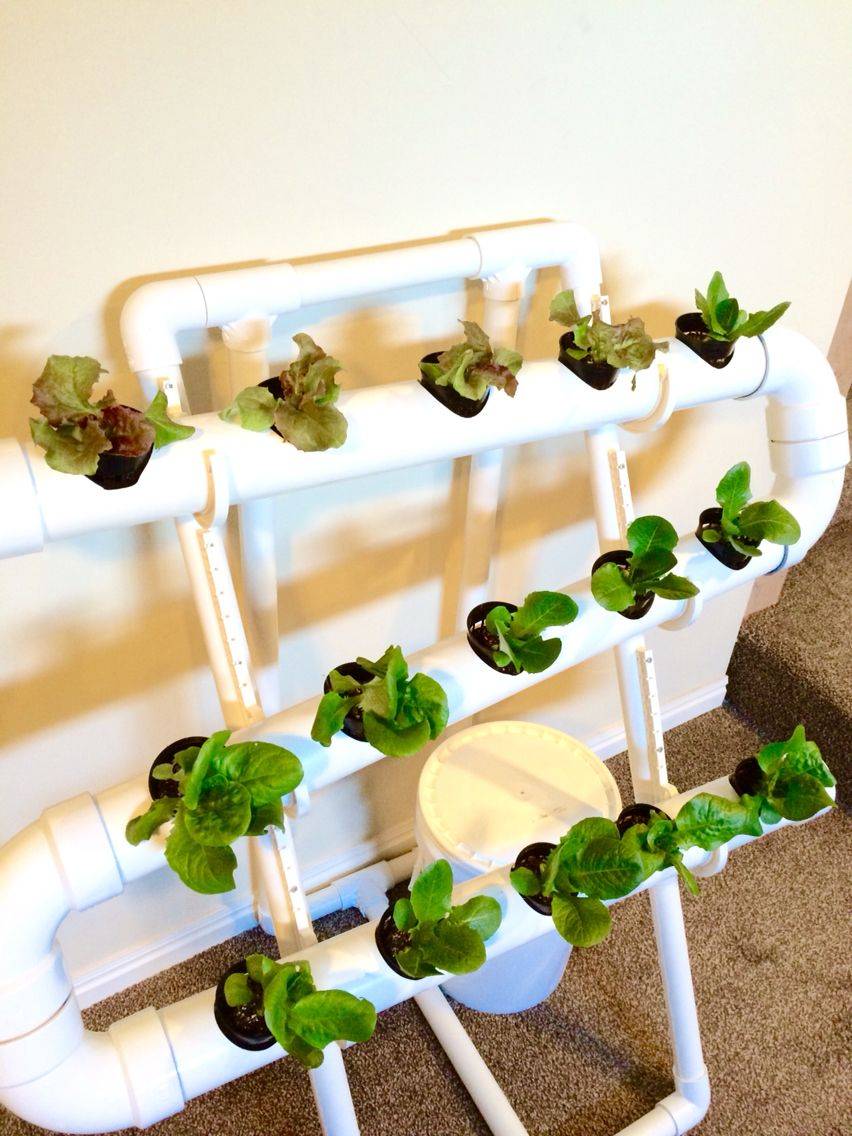 20 Best Indoor Hydroponic Garden Ideas Worth A Look Sharonsable